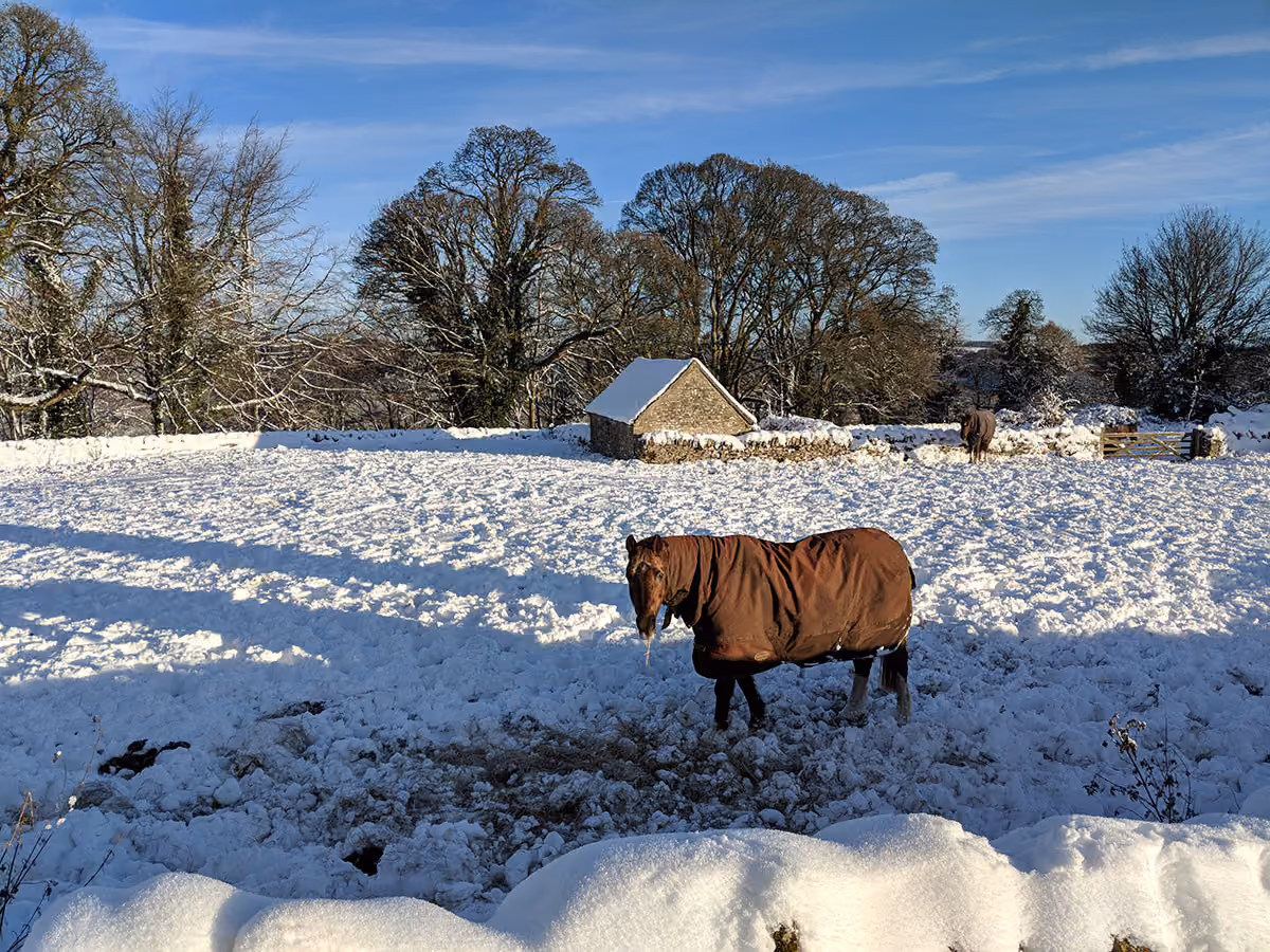 Horse
