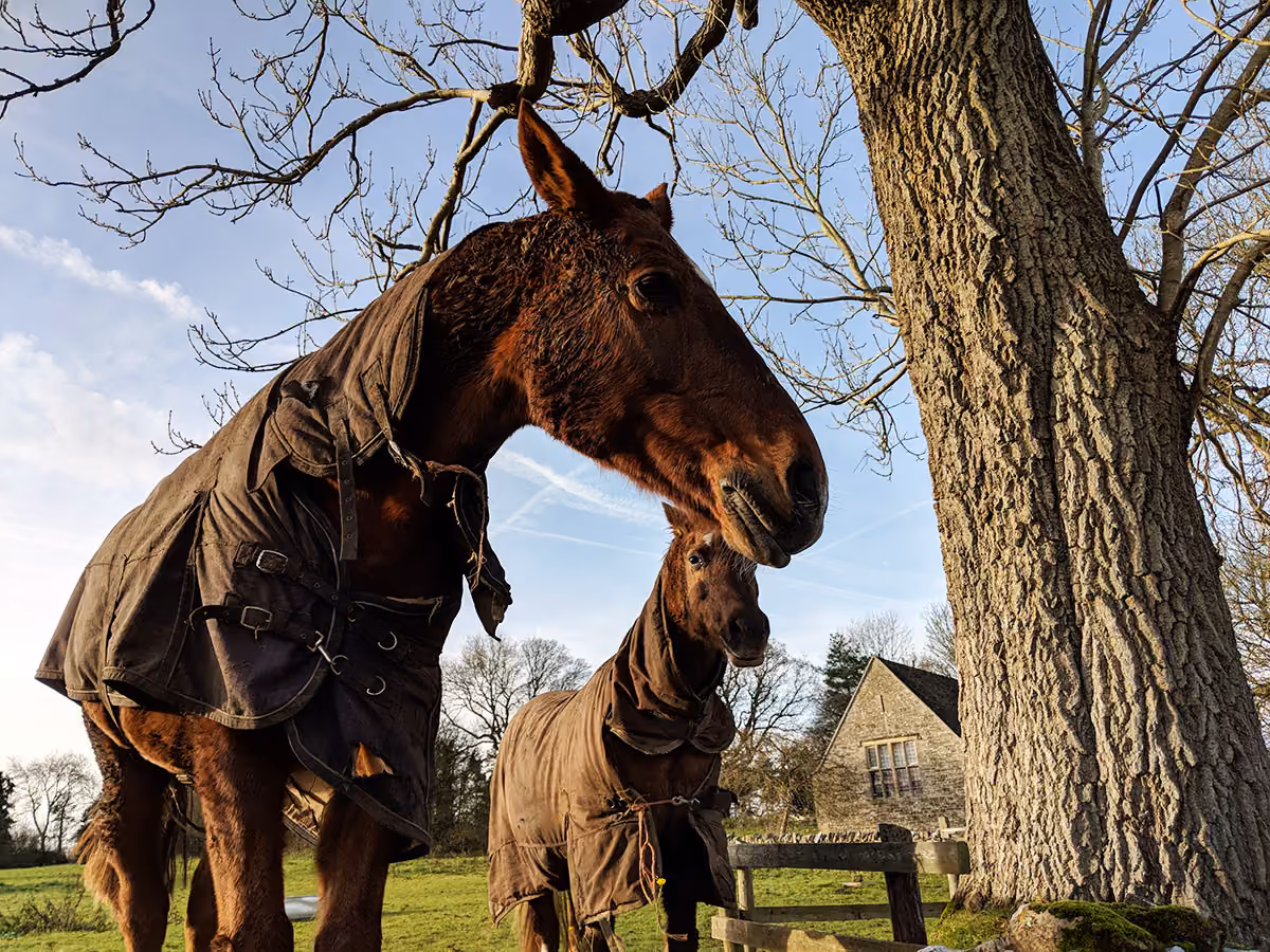Horses
