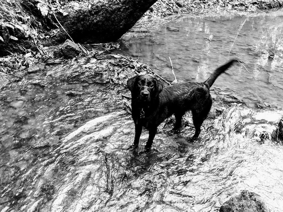 Scout in Miserden